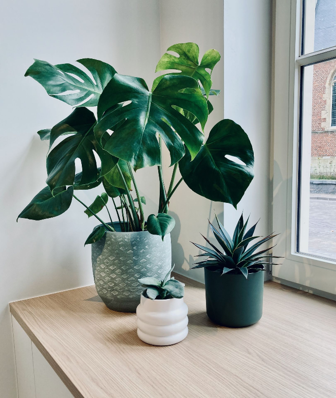 Planten zorgen in Elf A voor kleur en rust